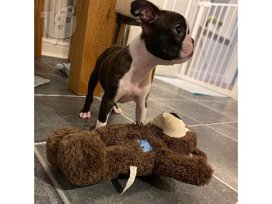 Benji το Αρσενικό Boston Terrier